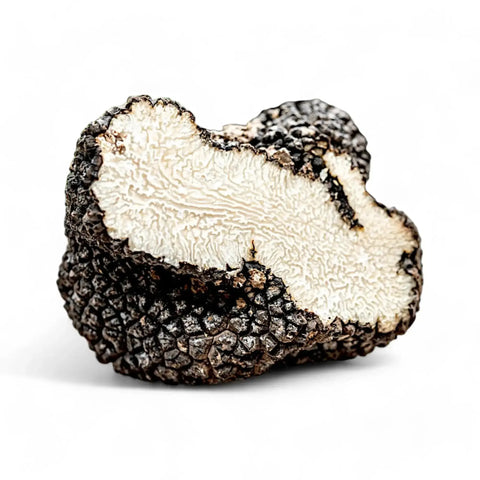 Trufa de verano – Tuber aestivum