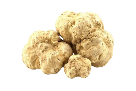 Trufa blanca – Tuber magnatum: fresca, congelada y seca