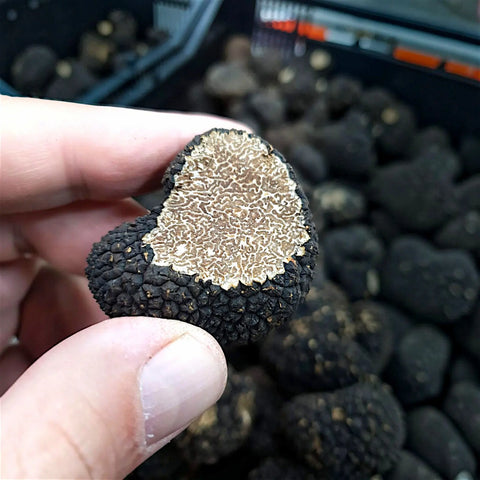 Trufa de verano cortada que muestra su interior naturalmente veteado