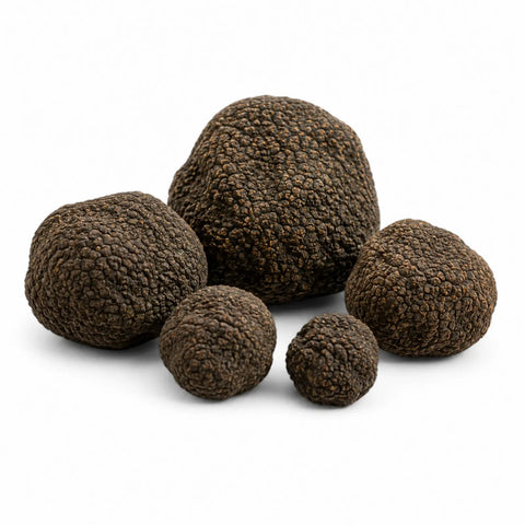 Trufas negras frescas enteras – Tuber aestivum Categoría EXTRA