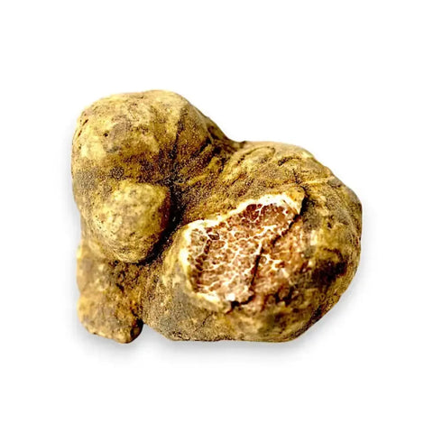 Grandes trufas blancas frescas Tuber magnatum que muestran el color exterior natural y el veteado interno original