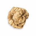 Trufa blanca fresca Tuber magnatum de tamaño enorme mostrando su superficie natural ocre pálido