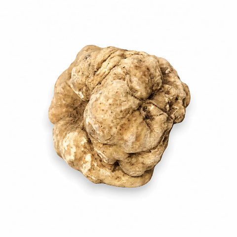 Trufa blanca fresca Tuber magnatum de tamaño enorme mostrando su superficie natural ocre pálido