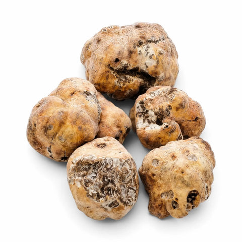 Trufa bianchetto congelada entera y cortada – Tuber borchii sobre fondo blanco