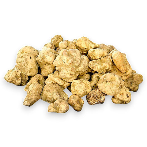 white truffle tuber magnatum meduim size