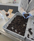show summer truffle video selection
