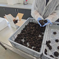 Fresh Tuber aestivum truffles being inspected and selected