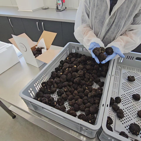 Fresh Tuber aestivum truffles being inspected and selected