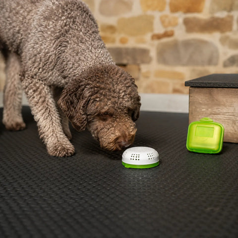 Perro trufero investigando un recipiente cerrado y ventilado que contiene material de entrenamiento de olores de trufa real