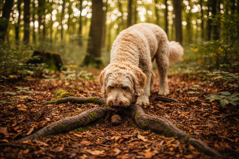 Perro completando un ejercicio de reconocimiento del olor de trufas en un entorno boscoso