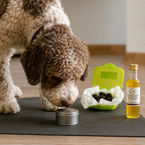 Perro trufero investigando un recipiente de olor cerrado junto a material fresco de trufa negra y aceite de oliva con sabor a trufa blanca