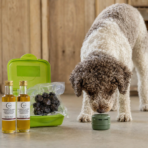 Perro trufero investigando un recipiente de olor cerrado junto a material fresco de trufa negra y dos aceites de oliva con sabor a trufa