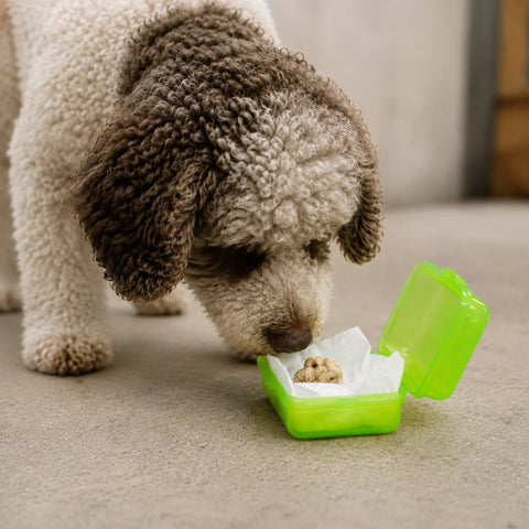 Perro trufero investigando un contenedor cerrado y ventilado que contiene material de entrenamiento olfativo Tuber magnatum